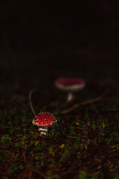 特写摄影中的红白蘑菇